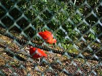 zenphoto/albums/2015/beauval/DSC_0036.jpg