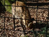 zenphoto/albums/2015/beauval/DSC_0046.jpg