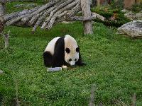 zenphoto/albums/2015/beauval/DSC_0268.jpg