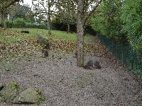 zenphoto/albums/2015/beauval/DSC_0297.jpg
