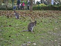 zenphoto/albums/2015/beauval/DSC_0298.jpg