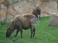zenphoto/albums/2015/beauval/DSC_0768.jpg