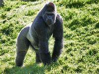 zenphoto/albums/2015/beauval/gorilla.jpg