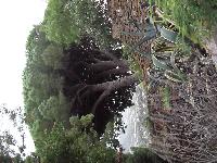 zenphoto/albums/2015/hyeres/13 septembre marché bormes lavandou/charpentier0029.jpg