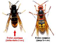 zenphoto/albums/2018/frelon maison/modele frelons.jpg